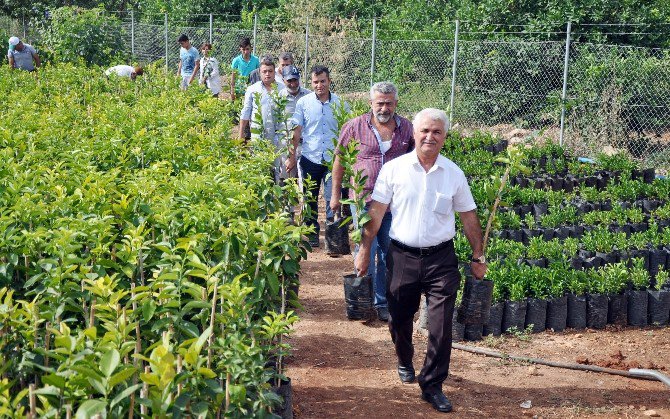 Erdemli Ziraat Odası Sertifikalı Fidan Satışlarına Başladı