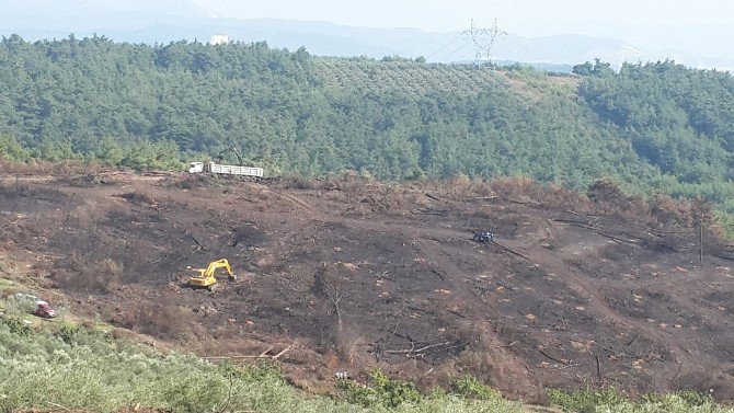 Bursa’da Yanan Ormanlık Alana 132 Bin Fidan Dikildi