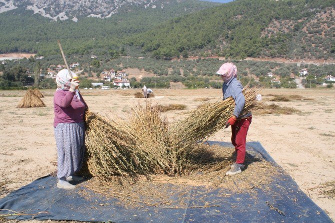 Muğla Susamına Japon İlgisi