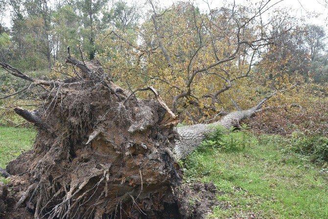 Sinop’ta Ağaçlar Devrildi