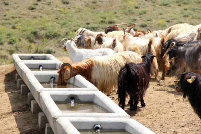 Ağrı’da Hayvancılığa Büyük Destek