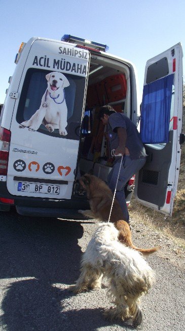 Akseki’de Ölüme Terk Edilen Köpeklere Büyükşehir Sahip Çıktı