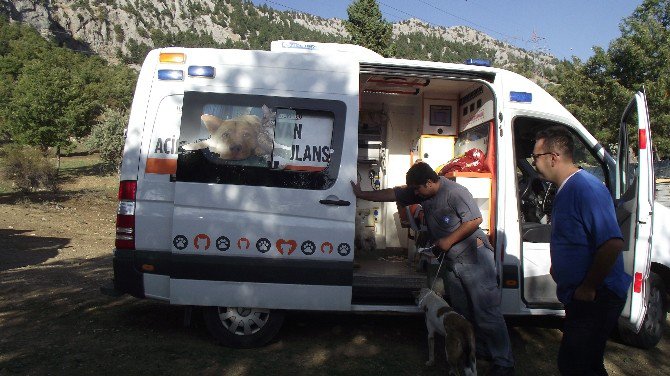 Akseki’de Ölüme Terk Edilen Köpeklere Büyükşehir Sahip Çıktı