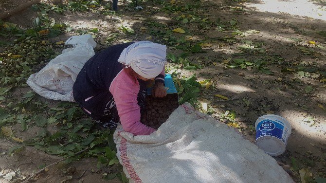 Beytüşşebap İlçesinde Ceviz Toplama Mevsimi Başladı