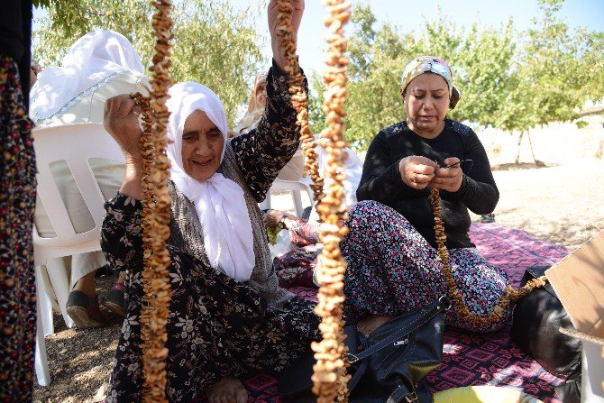 Yaşlılar Ve Gençler Bağbozumunda Buluştu