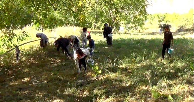 Hakkari’de Kış Hazırlıkları