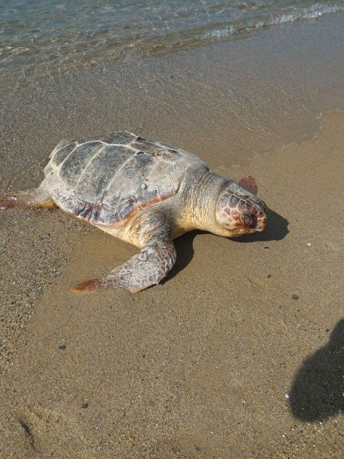 Kuşadası’nda Sahile Caretta Caretta Ölüsü Vurdu