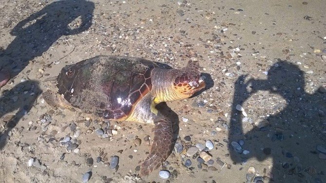 Kuşadası’nda Sahile Caretta Caretta Ölüsü Vurdu