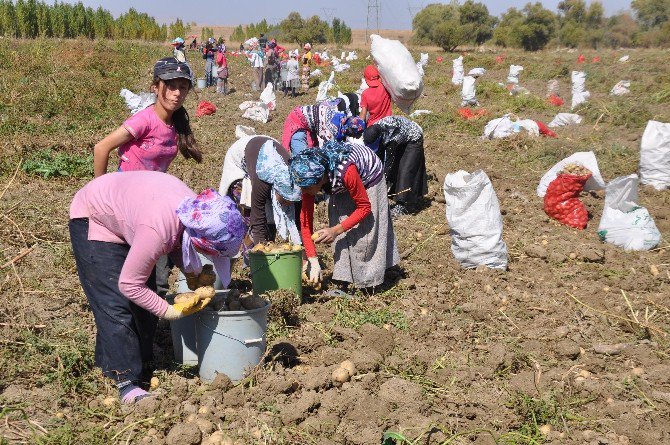 Patates Tarlaları Genç Kızların Umudu Oldu