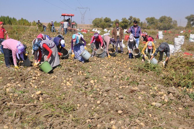 Patates Tarlaları Genç Kızların Umudu Oldu