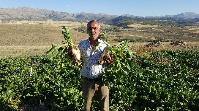 Çiftçiler Taşıma Su İle Dağ Zirvesinde Şeker Pancarı Yetiştirdi