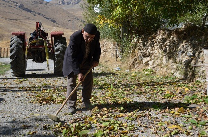 Adilcevaz’da Ceviz Hasadı