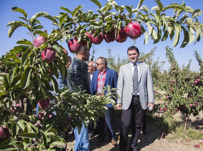 Meyvecilik Yeni Gelir Kapısı Oluyor