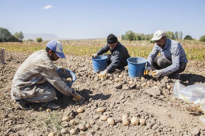 Ahlat’ta Patates Hasadı Başladı