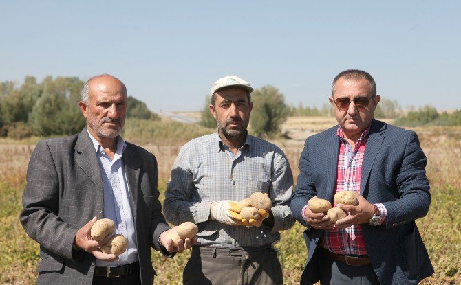 Ahlat’ta Patates Hasadı Başladı