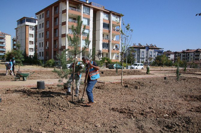 Elazığ’da Belediye Tarafından Yetiştirilen Ağaçlar Dikildi