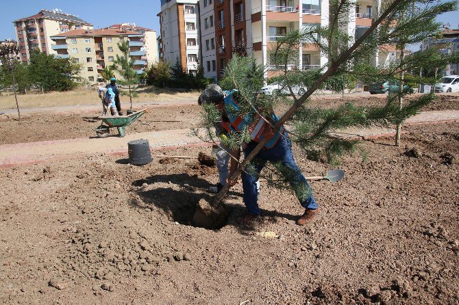 Elazığ’da Belediye Tarafından Yetiştirilen Ağaçlar Dikildi