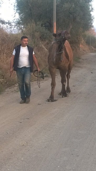 Deve Güreşi Takvimi Belirlendi, Develer Antrenmana Başladı