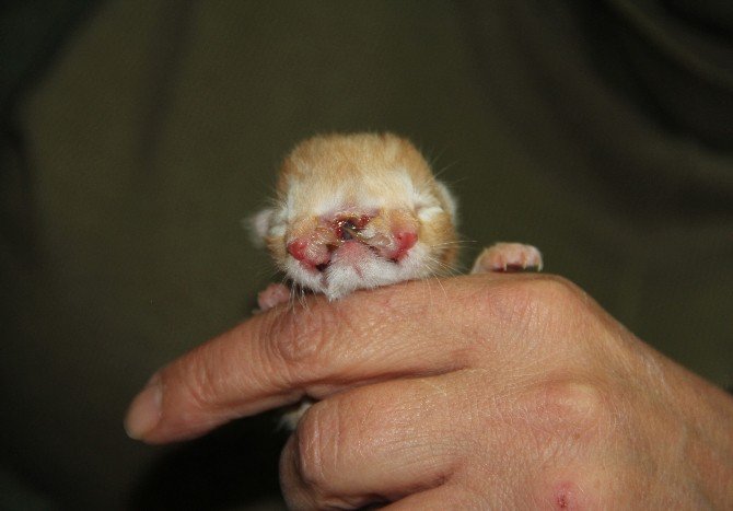 3 Gözlü, 2 Burunlu Doğan Kedi, Görenleri Şaşırttı