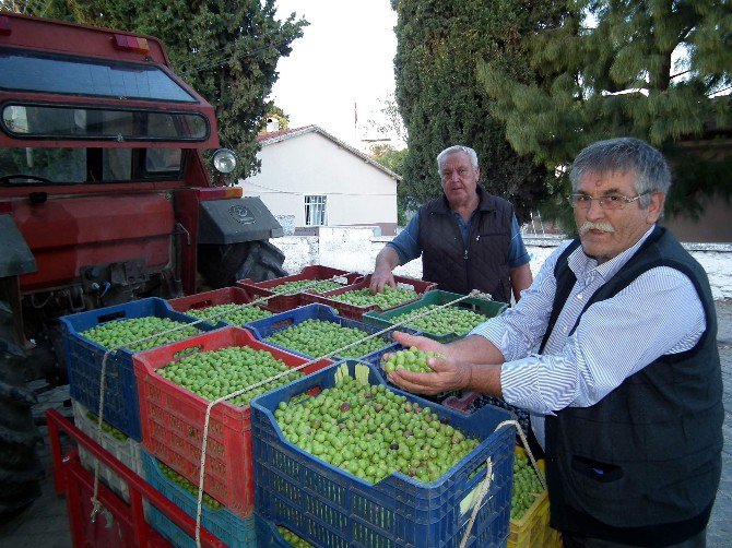 Aydın’da Kırma Zeytin Hasadı Başladı