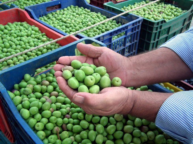 Aydın’da Kırma Zeytin Hasadı Başladı