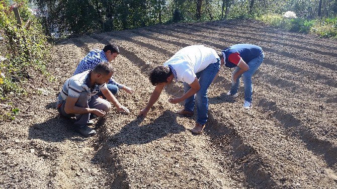 Bartın’ın Köylerinde Salep Bitkisi Üretimine Başlandı