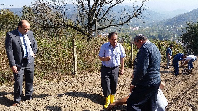 Bartın’ın Köylerinde Salep Bitkisi Üretimine Başlandı