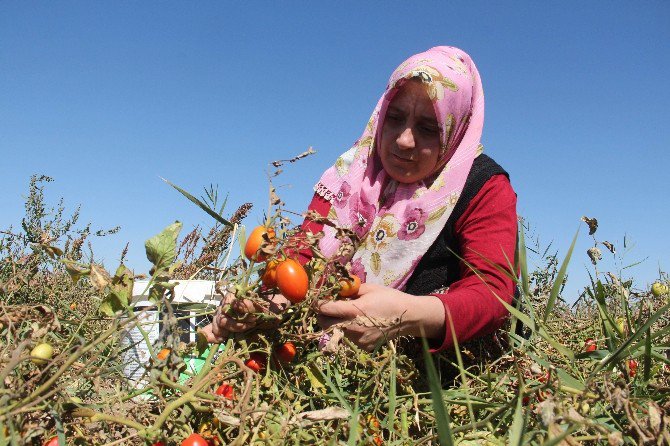 Türkiye’de Bir İlk, Çiftçi Kadınlar Domatesten Un Yaptı