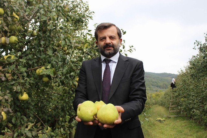 Bu Armutların Bir Tanesi 4 Kişiyi Doyuruyor