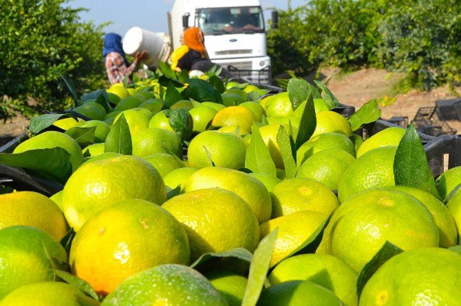 Narenciye Üreticisinin Gözü Putin’in Ziyaretinde