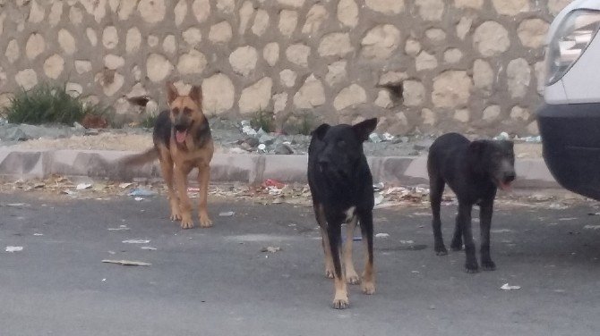 Okul Önünde Başıboş Köpek Tehlikesi