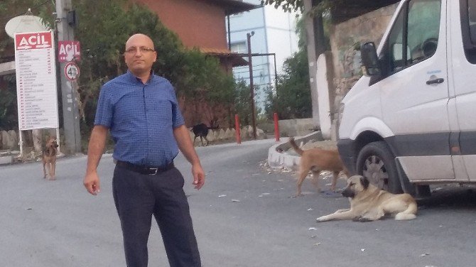 Okul Önünde Başıboş Köpek Tehlikesi