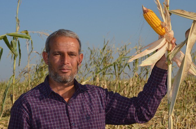 Mısırları Bir Gecede Kayboldu