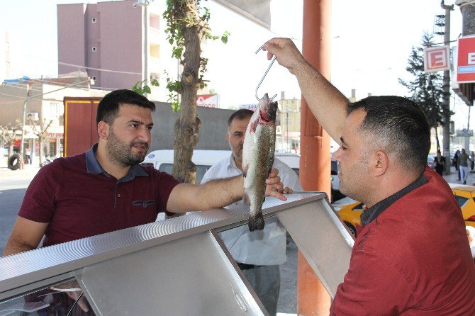 Silopi’de Balık Satışları Esnafı Sevindirdi