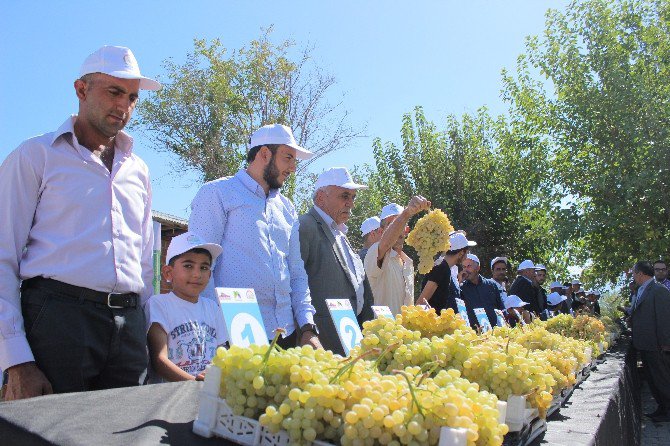 Üzümler Birinci Olmak İçin Yarıştı