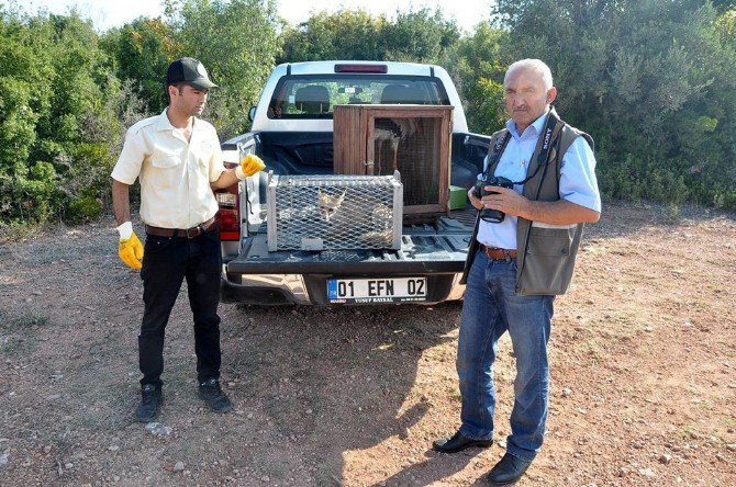 Yaralı Tilki Tedavisinin Ardından Doğaya Salındı