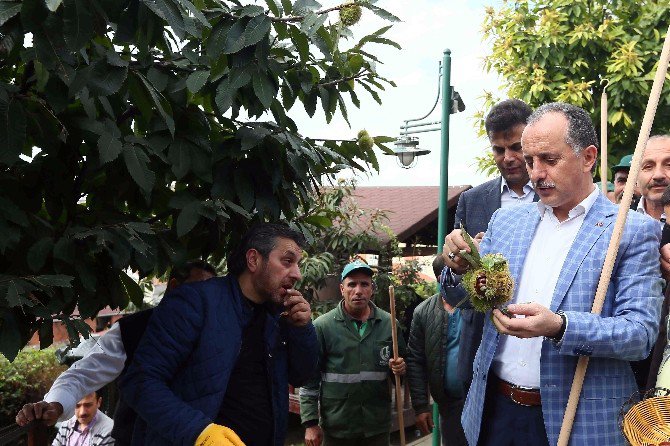 Bağcılar’da, Kestane Hasadı Zamanı