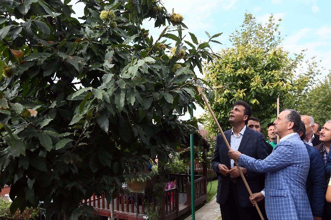 Bağcılar’da, Kestane Hasadı Zamanı