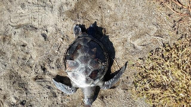 Burhaniye’de Ölü Yavru Caretta Caretta Bulundu