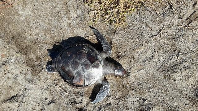 Burhaniye’de Ölü Yavru Caretta Caretta Bulundu