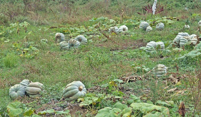 Sakarya’da Balkabağı Hasadı Başladı