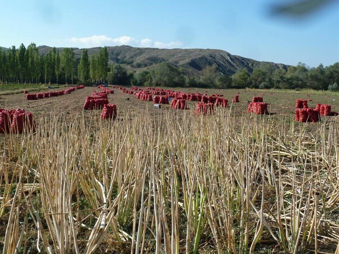Başkent’te Soğan Çiftçiyi Bu Sene Üzdü