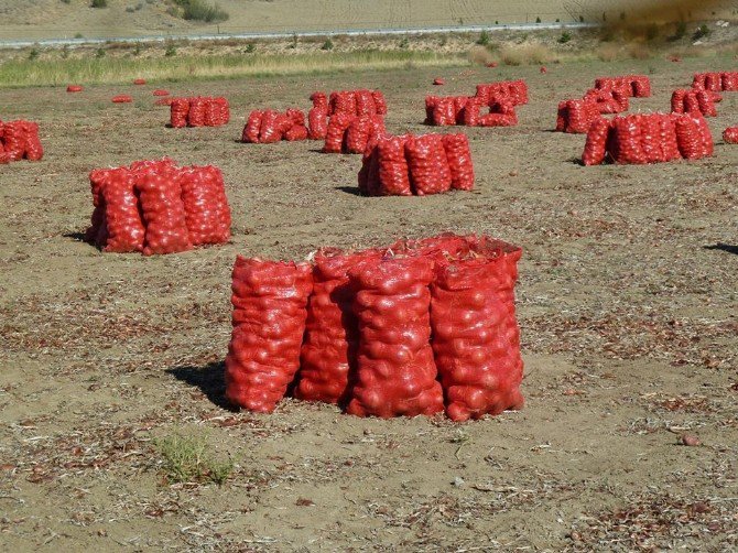 Başkent’te Soğan Çiftçiyi Bu Sene Üzdü