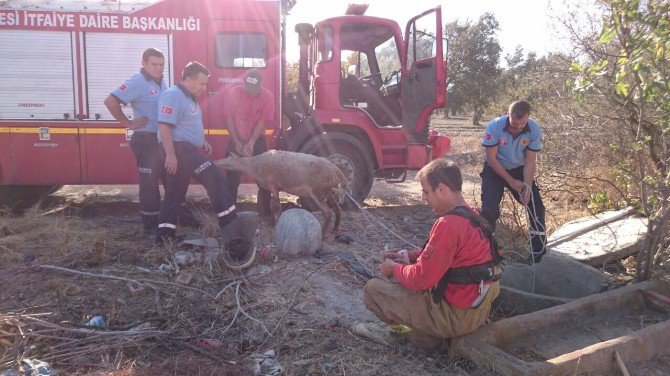 Kuyuya Düşen Keçi Ve Koyun İtfaiye Tarafından Kurtarıldı