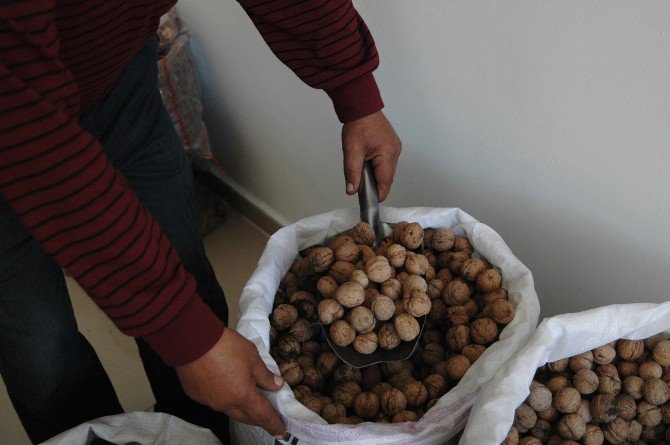 Adilcevaz’da Yeni Mahsul Ceviz Satışları Başladı