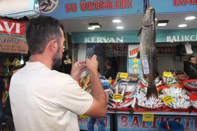 Bu Balıkla Fotoğraf Çektirmek Parayla