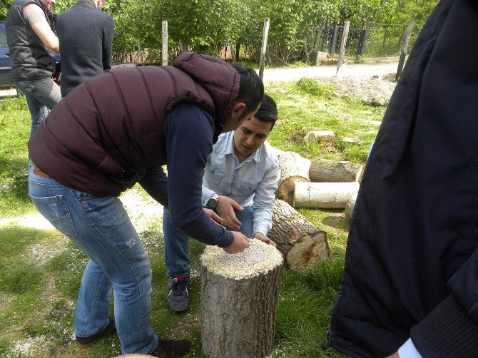 Fatsa’da İstiridye Mantarı Yetiştiriciliği Yaygınlaşıyor