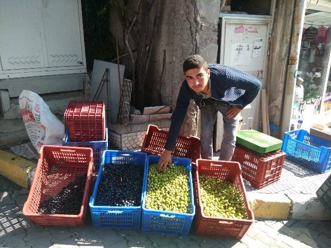 Hisarcık’ta Salamura Zeytin Yapımı