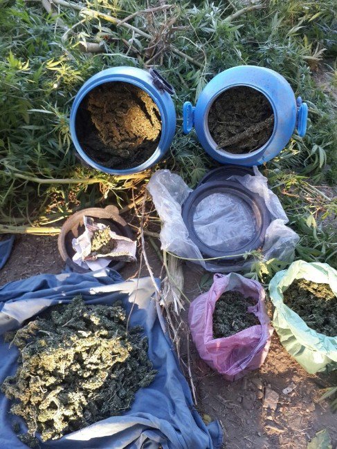 Çalıştığı Bağ Evinde Esrar Üretirken Yakalandı