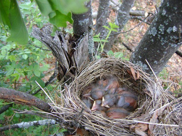 Kütahya Orman Bölge Müdürlüğü’nden Kuşlara Yuva